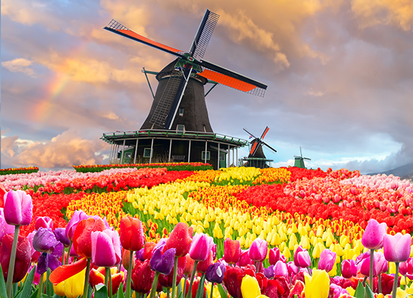 fotobehang-molens-tulpen-zaanse-schans