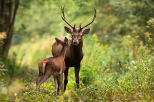 fotobehang-Edelhert-en-kalf-in-het-bos
