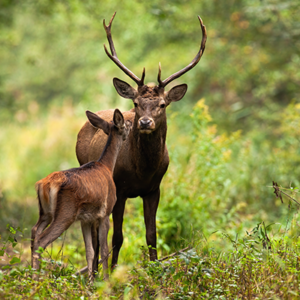 Dieren